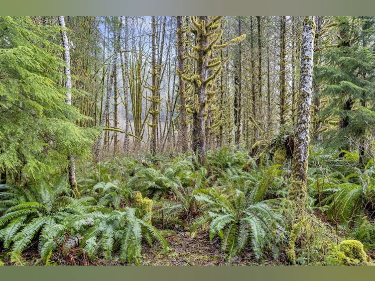 NE1/4SEC15 Gordon River Road, Sooke, BC, V0S 1K0 - 45
