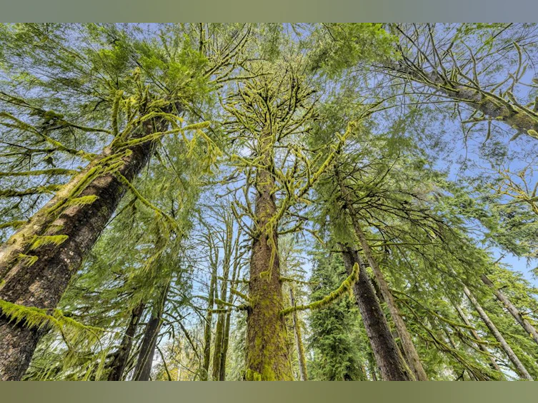 NE1/4SEC15 Gordon River Road, Sooke, BC, V0S 1K0 - 48