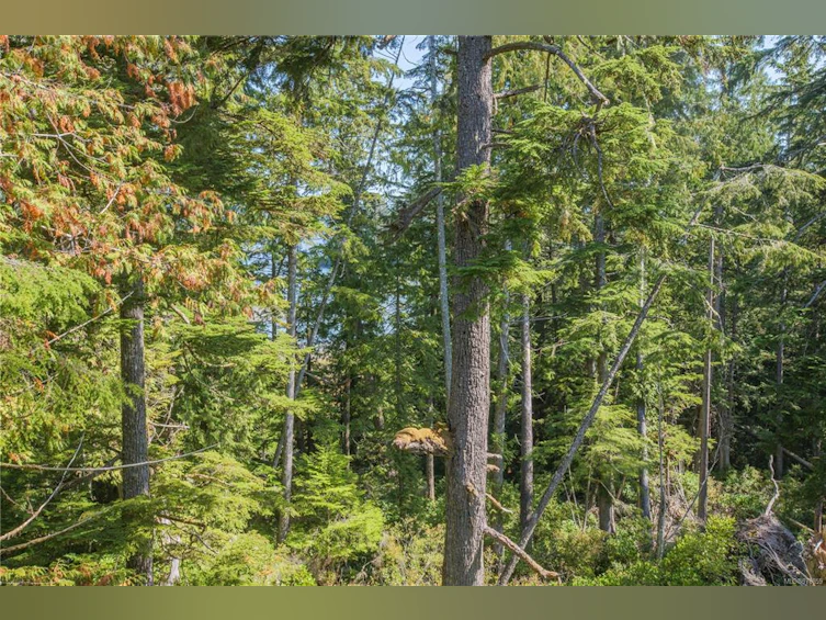 1252 Pacific Rim Highway, Tofino, BC, V0R 2Z0 - 35