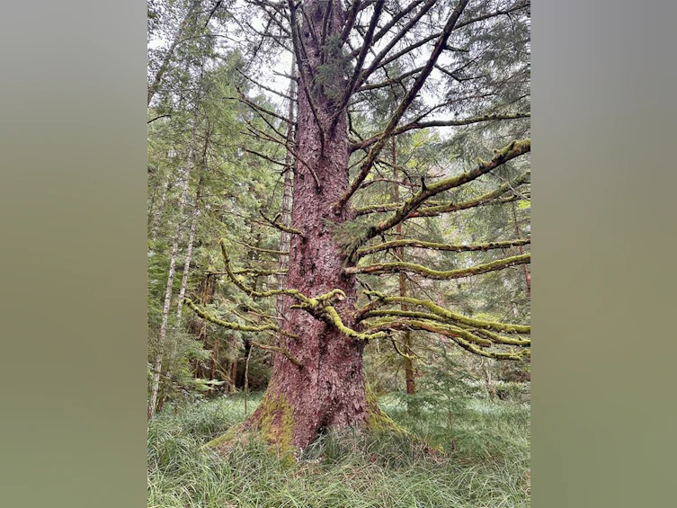 Lot-811 Saltwater Lagoon (Off) Rd, Quadra Island, BC, V0P 1N0 - 26
