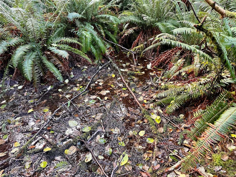 Lot-811 Saltwater Lagoon (Off) Rd, Quadra Island, BC, V0P 1N0 - 28