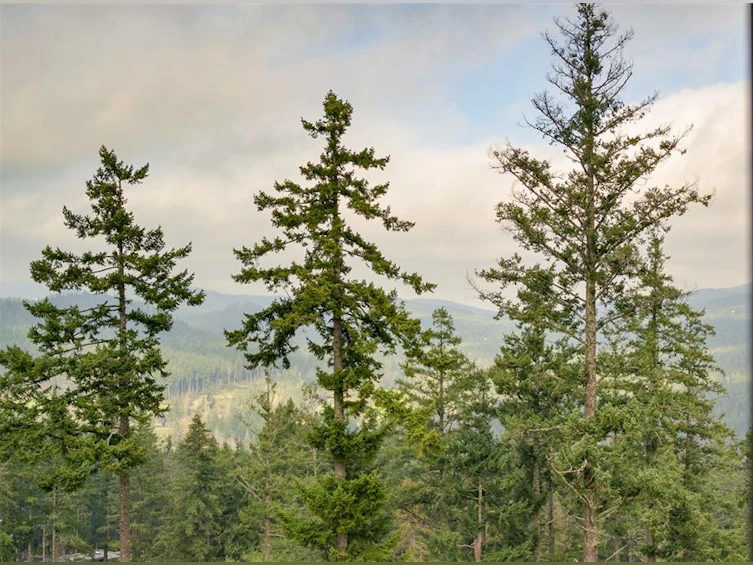 1108 Timber View, Langford, BC, V9B 0B5 - 14