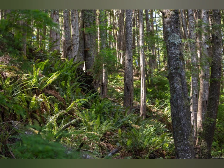 0 Schloss Island, Port Hardy, BC - 13