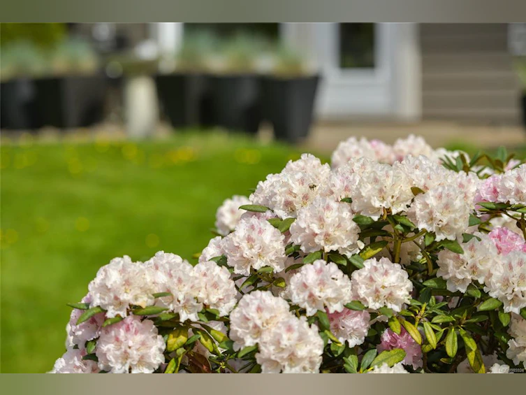 12-974 Sutcliffe Road, Saanich, BC, V8Y 1M8 - 56
