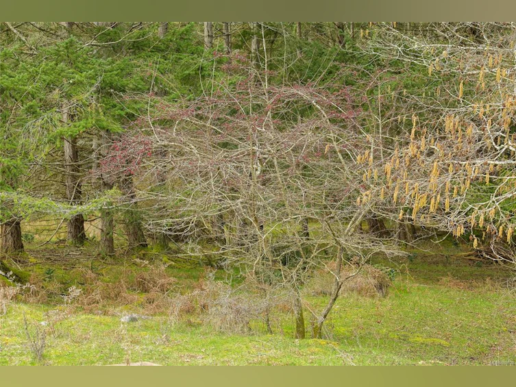 281 Merryman Drive, Mayne Island, BC, V0N 2J2 - 22