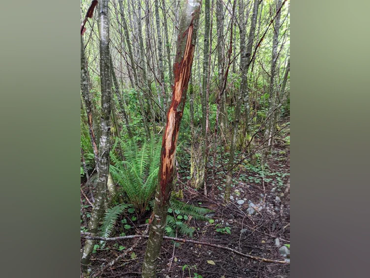 NE1/4SEC15 Gordon River Road, Sooke, BC, V0S 1K0 - 33