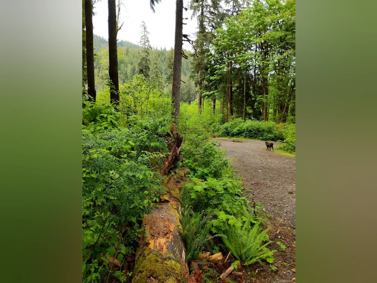 NE1/4SEC15 Gordon River Road, Sooke, BC, V0S 1K0 - 36