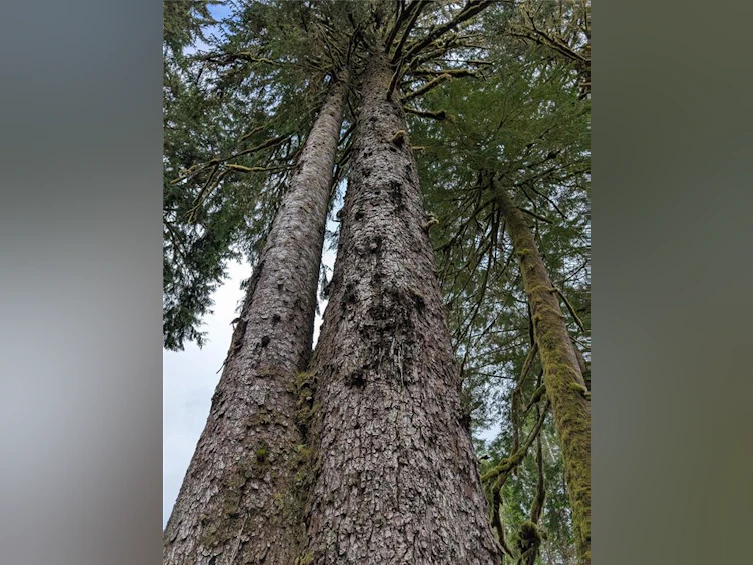 NE1/4SEC15 Gordon River Road, Sooke, BC, V0S 1K0 - 57