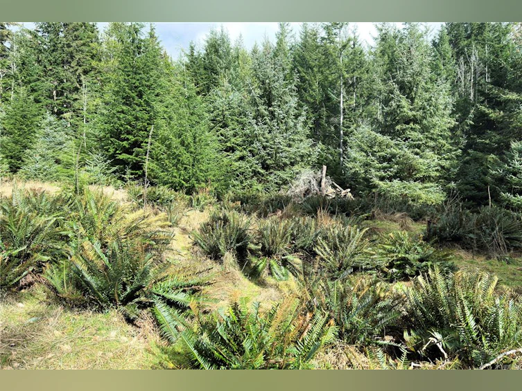 LOT 4-2140 Hyacinthe Bay Road, Quadra Island, BC, V0P 1H0 - 20