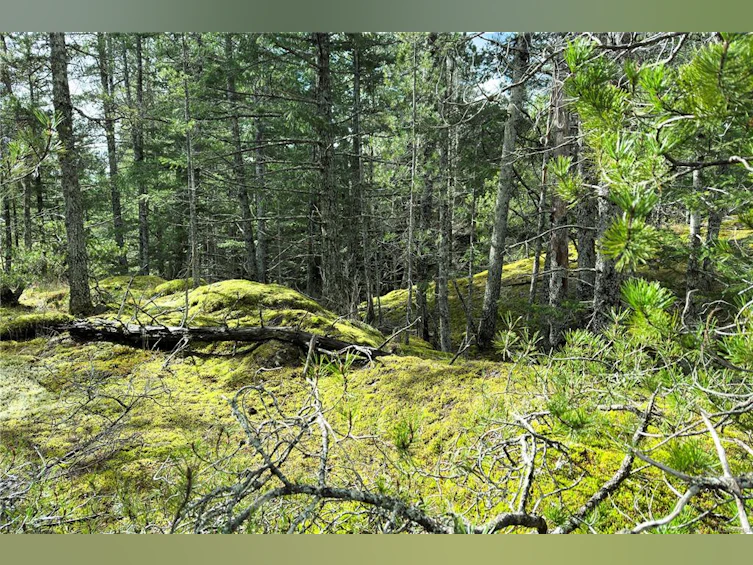 LOT 4-2140 Hyacinthe Bay Road, Quadra Island, BC, V0P 1H0 - 37