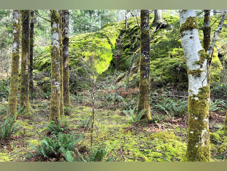 LOT 4-2140 Hyacinthe Bay Road, Quadra Island, BC, V0P 1H0 - 38