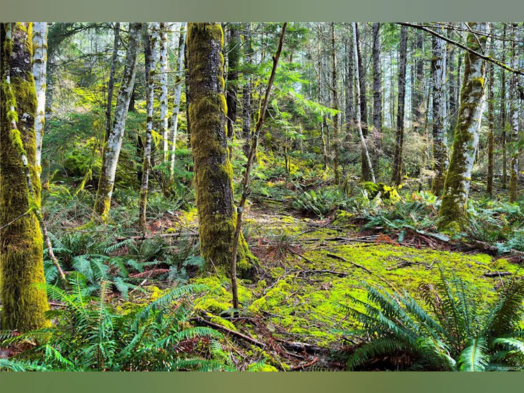 LOT 4-2140 Hyacinthe Bay Road, Quadra Island, BC, V0P 1H0 - 41
