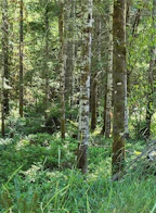 Lot 3 Cowichan Lake Road