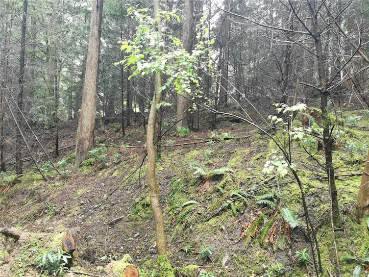 706 Fernhill Road, Mayne Island, BC, V0N 2J1 - 18
