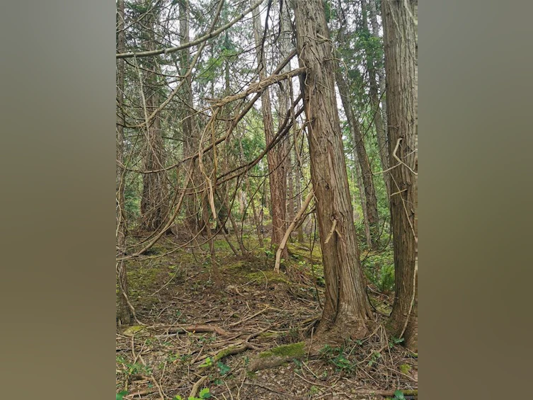 570 Aya Reach Road, Mayne Island, BC, V0N 2J1 - 16