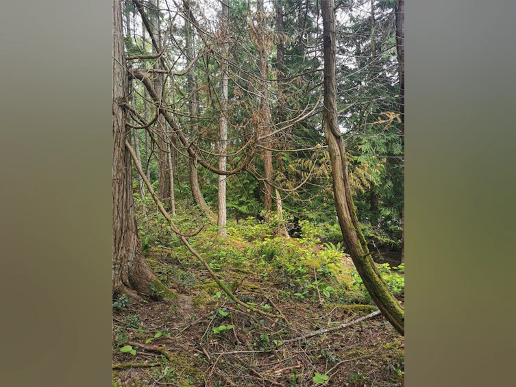 570 Aya Reach Road, Mayne Island, BC, V0N 2J1 - 10