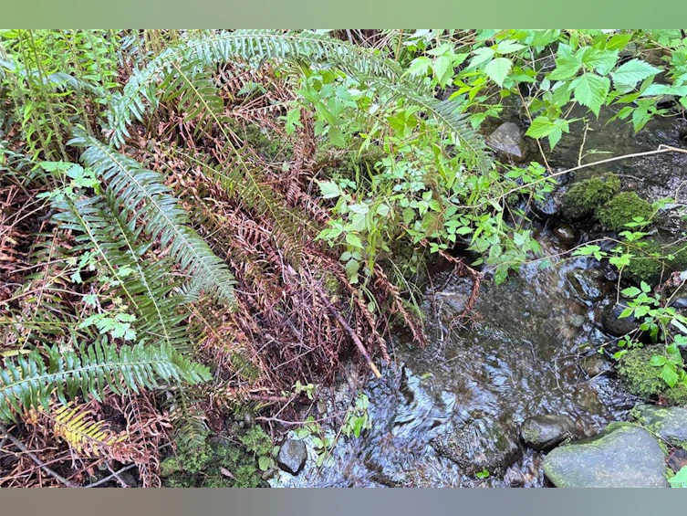 6662 W Island Highway, Bowser/Deep Bay, BC, V0R 1G0 - 3