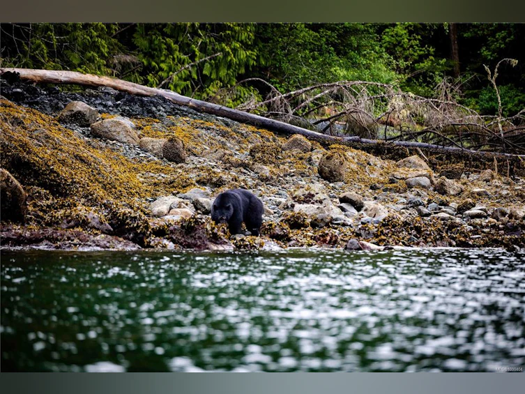 DL1833 Cracroft Island, North Coast Small Islands, BC, V0N 3J0 - 5