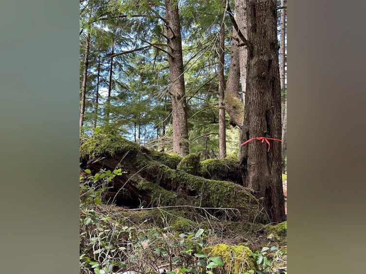 LT 15 Mitchell Bay Road, Sointula, BC, V0N 3E0 - 26
