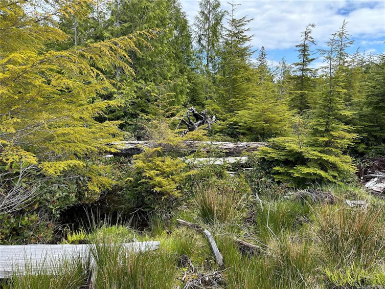 LT 15 Mitchell Bay Road, Sointula, BC, V0N 3E0 - 39