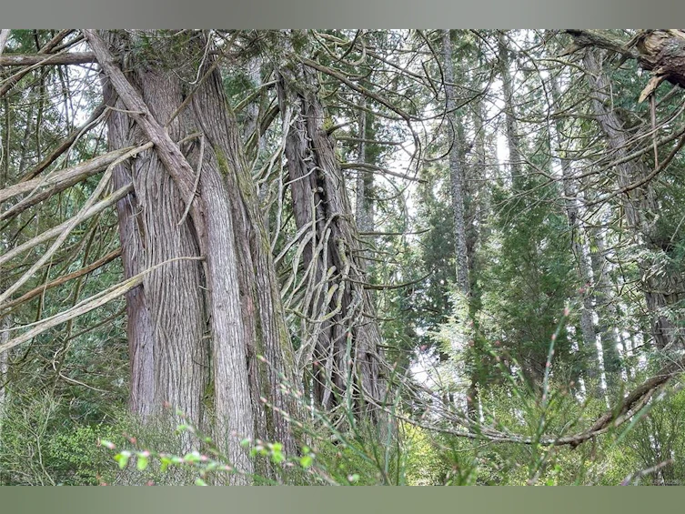 0 Humpback Bay, Kelsey Bay/Sayward, BC, V0P 1R0 - 41