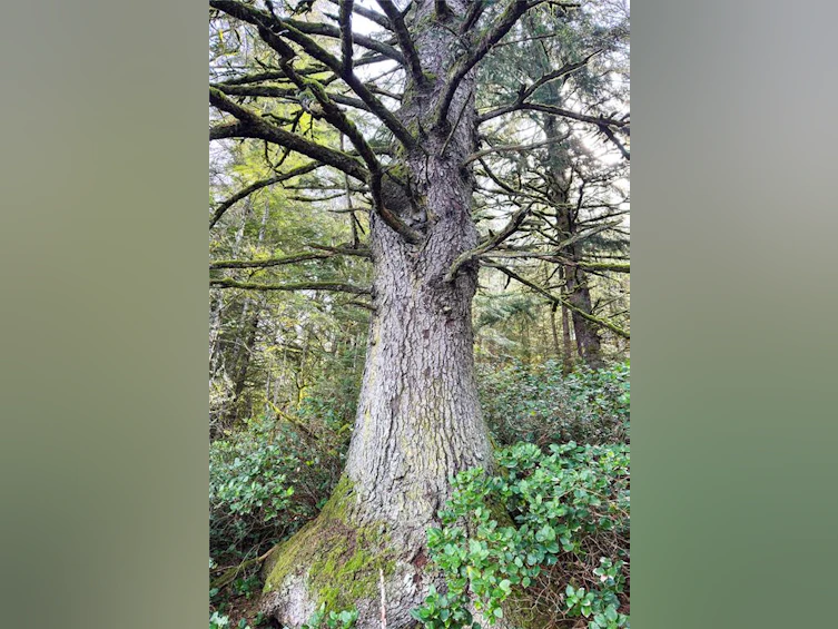 0 Humpback Bay, Kelsey Bay/Sayward, BC, V0P 1R0 - 35