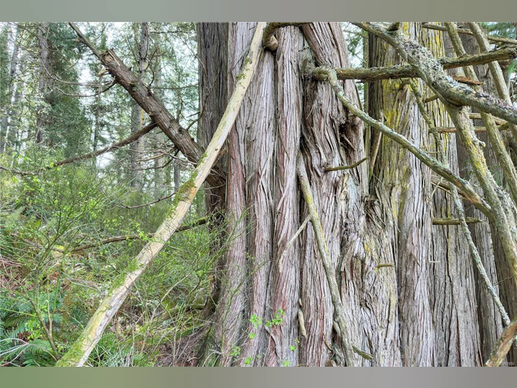 0 Humpback Bay, Kelsey Bay/Sayward, BC, V0P 1R0 - 31