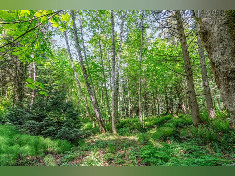 859 Drew Road, French Creek, BC, V9P 1X2 - 11