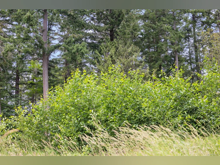 Lot B Cathy Crescent, Courtenay, BC, V9N 7G2 - 15