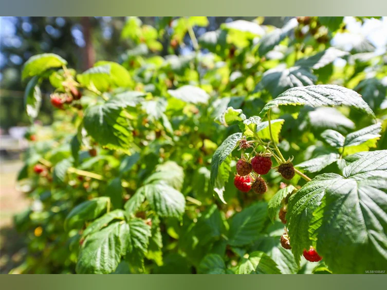 3822 Royston Road, Courtenay, BC, V0R 2V0 - 44