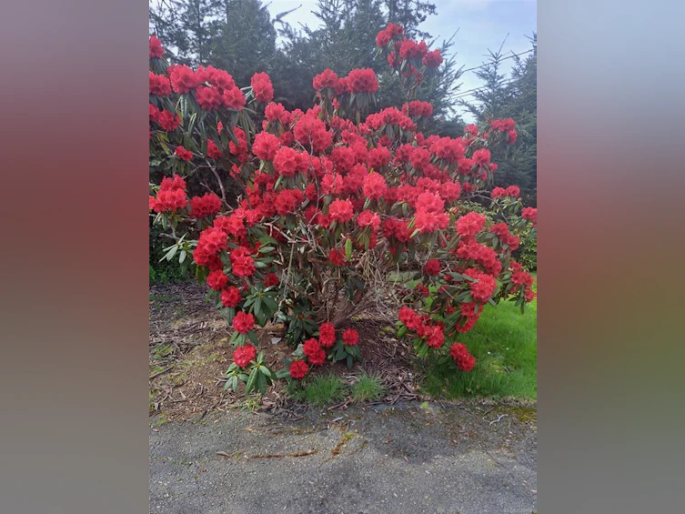 1600 Seacrest Road, Nanoose, BC, V9P 9B5 - 36