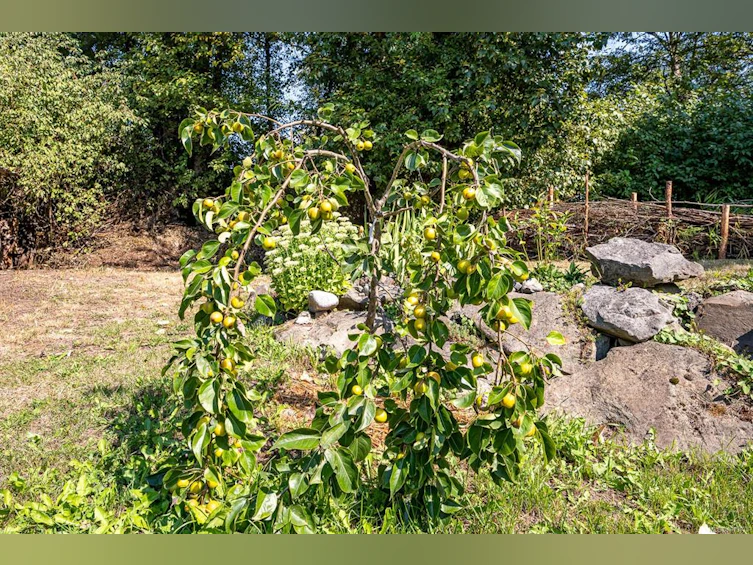 2983 Royston Road, Cumberland, BC, V0R 1S0 - 61