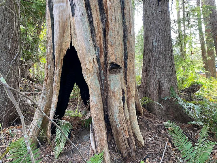 LT 39 Jackpine Street, Gabriola Island, BC, V0R 1X1 - 13