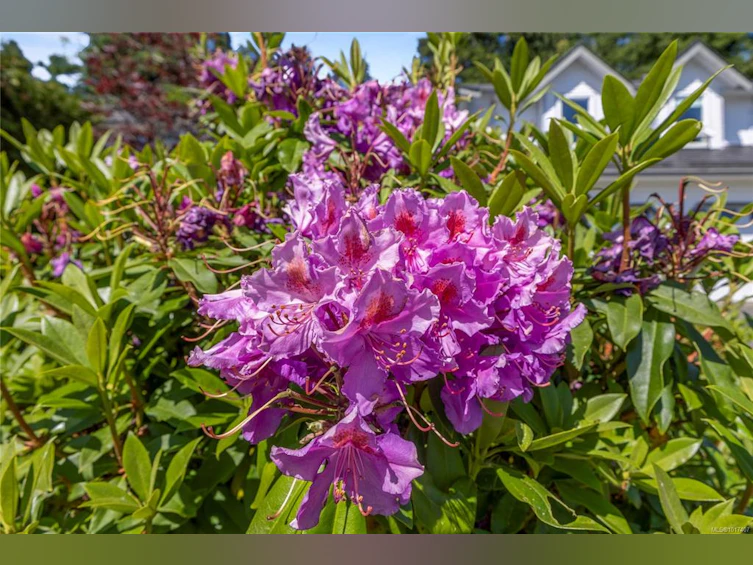 1692 Meadowbrook Drive, Campbell River, BC, V9W 7E7 - 41