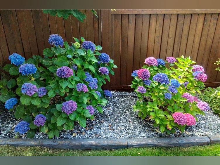 40 Carolina Drive, Campbell River, BC, V9H 1W2 - 53