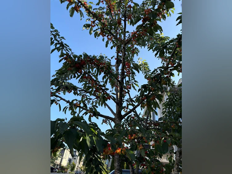 3354 Vision Way, Langford, BC, V9C 0E4 - 40