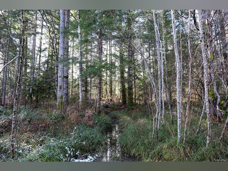 4026 Macaulay Road, Black Creek, BC, V9J 1C8 - 21