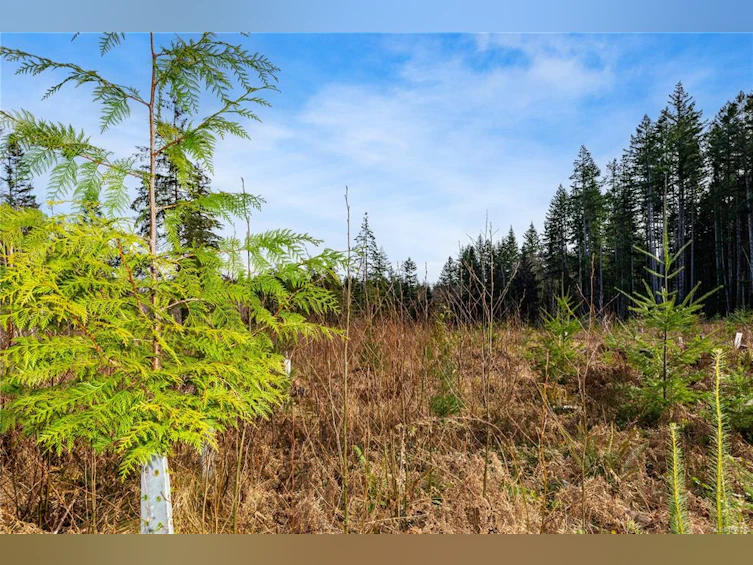 Lot 1 Cape Mudge Road, Quadra Island, BC, V0P 1N0 - 17