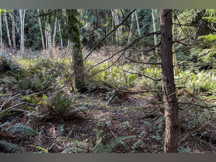 0 Belwood Road, Cortes Island, BC, V0P 1K0 - 19