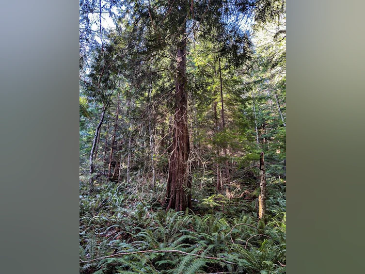 0 Belwood Road, Cortes Island, BC, V0P 1K0 - 16