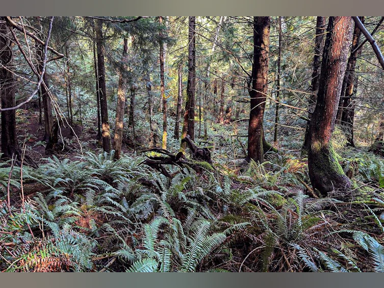 0 Belwood Road, Cortes Island, BC, V0P 1K0 - 14
