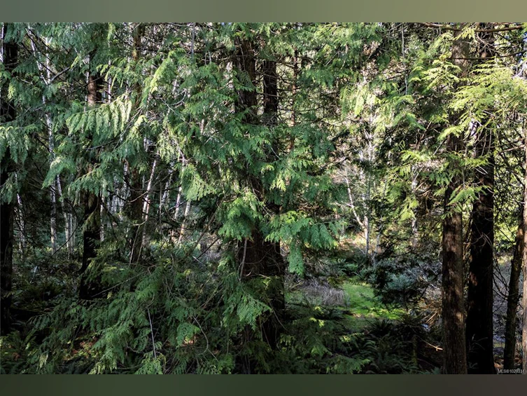 0 Belwood Road, Cortes Island, BC, V0P 1K0 - 71