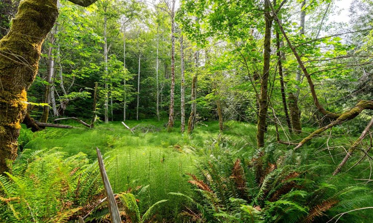 Lot 3 - 384 Seaspray Drive