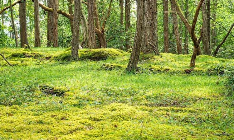 Lot 88 Sockeye Drive