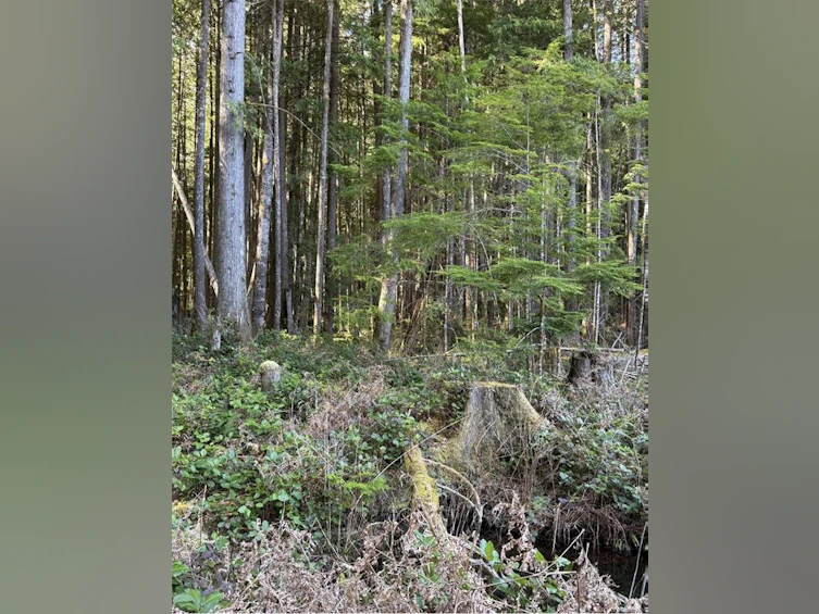 Lot A Anderson Avenue, Bowser/Deep Bay, BC, V0R 1G0 - 17