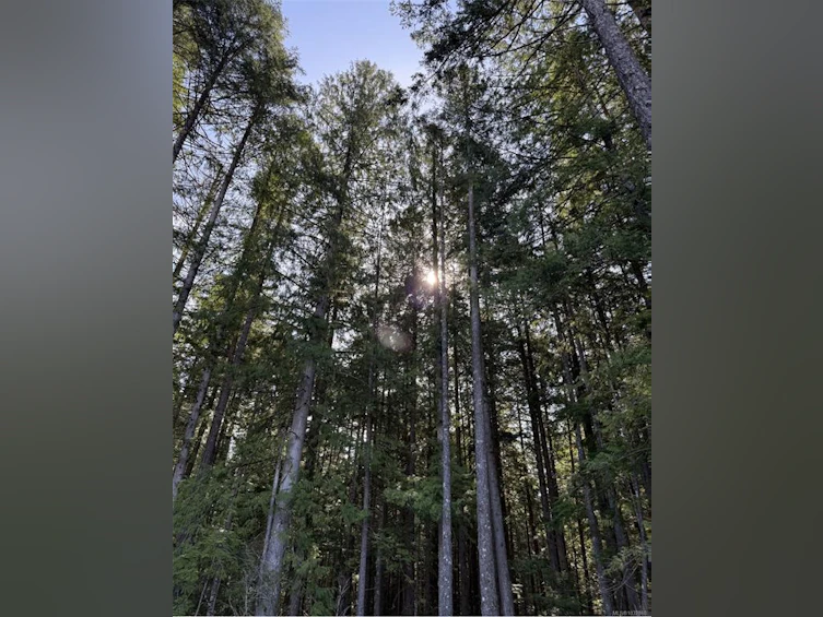 Lot A Anderson Avenue, Bowser/Deep Bay, BC, V0R 1G0 - 14