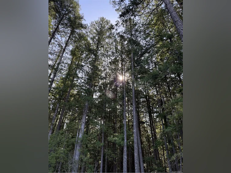 Lot B Anderson Avenue, Bowser/Deep Bay, BC, V0R 1G0 - 14