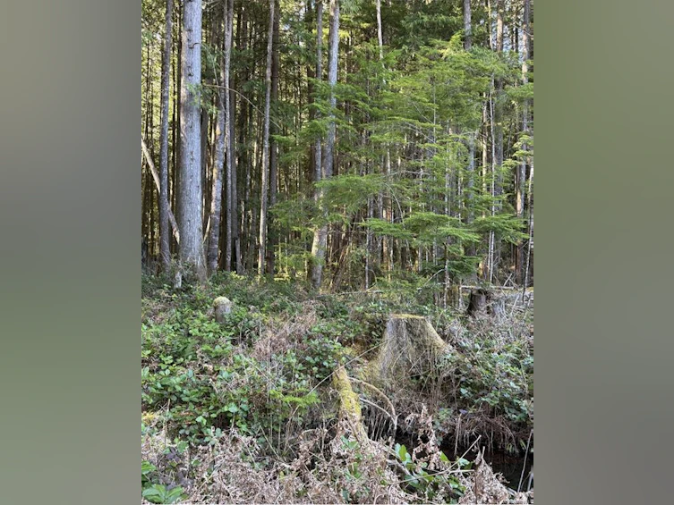 Lot B Anderson Avenue, Bowser/Deep Bay, BC, V0R 1G0 - 17