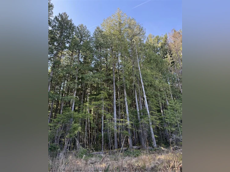 Lot B Anderson Avenue, Bowser/Deep Bay, BC, V0R 1G0 - 13