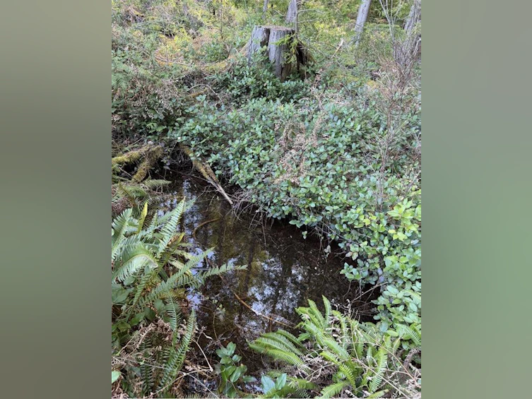 Lot B Anderson Avenue, Bowser/Deep Bay, BC, V0R 1G0 - 21